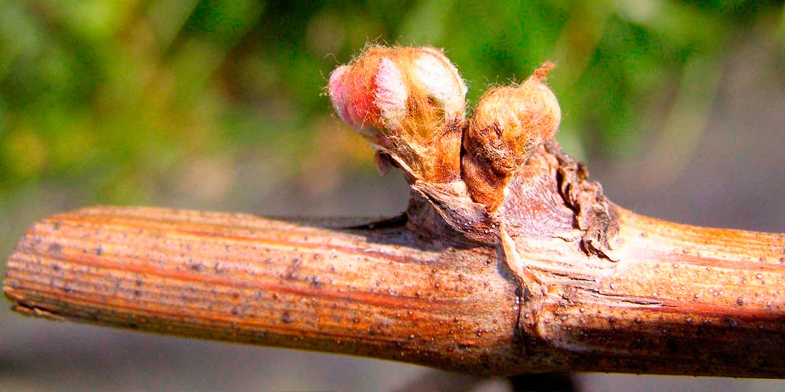 Viñedos de la Bodega ADOS Basarte en Bakio