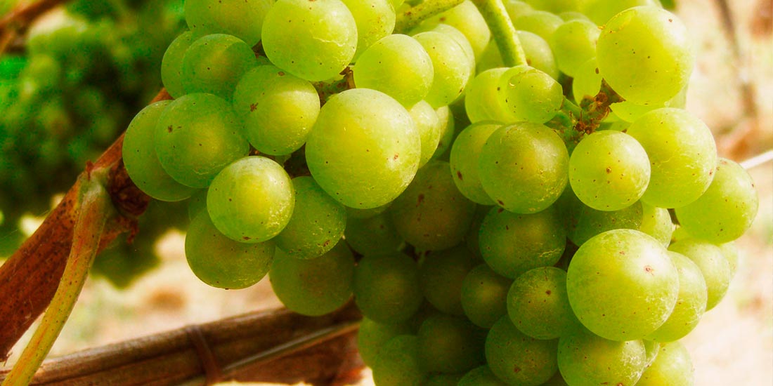 Uva Hondarrabi Zuri Bodega ADOS Basarte