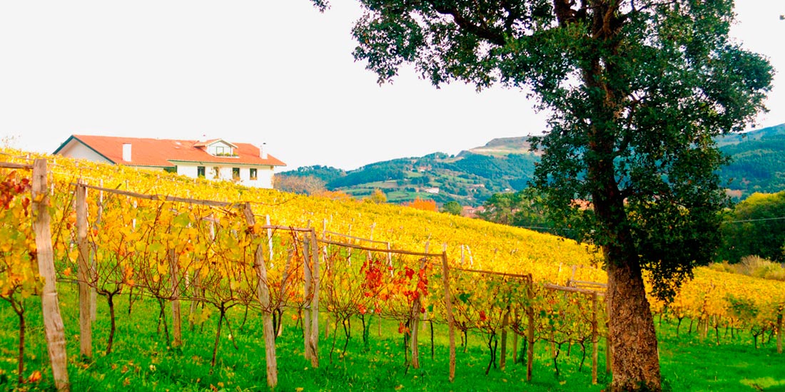 Agroturismo y viñedos Bodega ADOS Basarte en bakio bizkaia